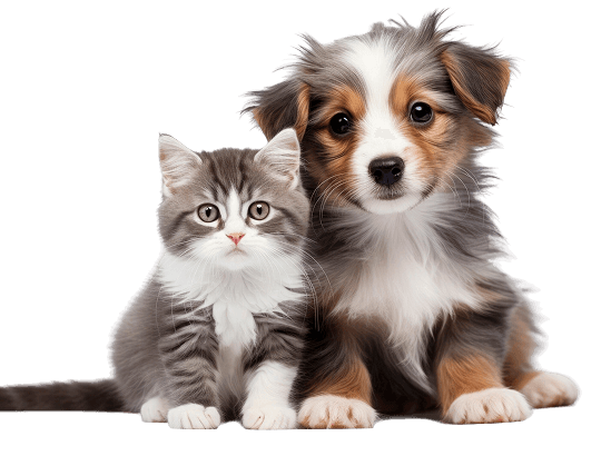 catdog