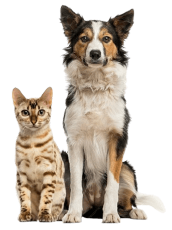 catdog