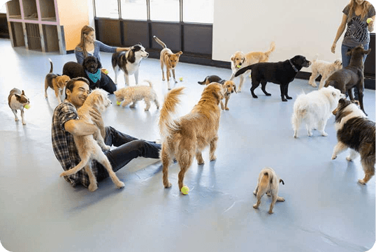 Pet daycare