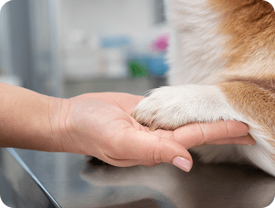 paw